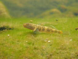 Image of Rhinogobius leavelli (Herre 1935)