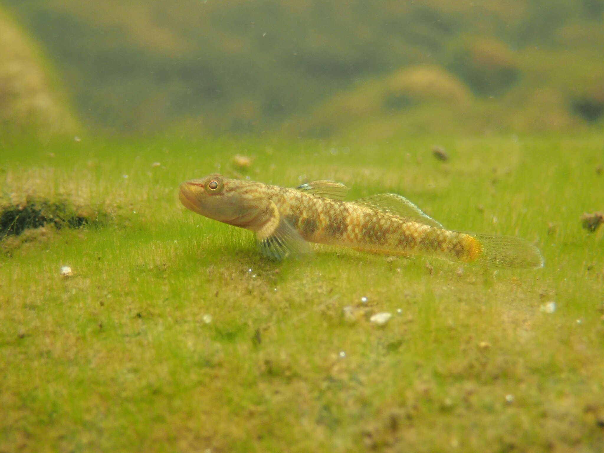 Image of Rhinogobius leavelli (Herre 1935)