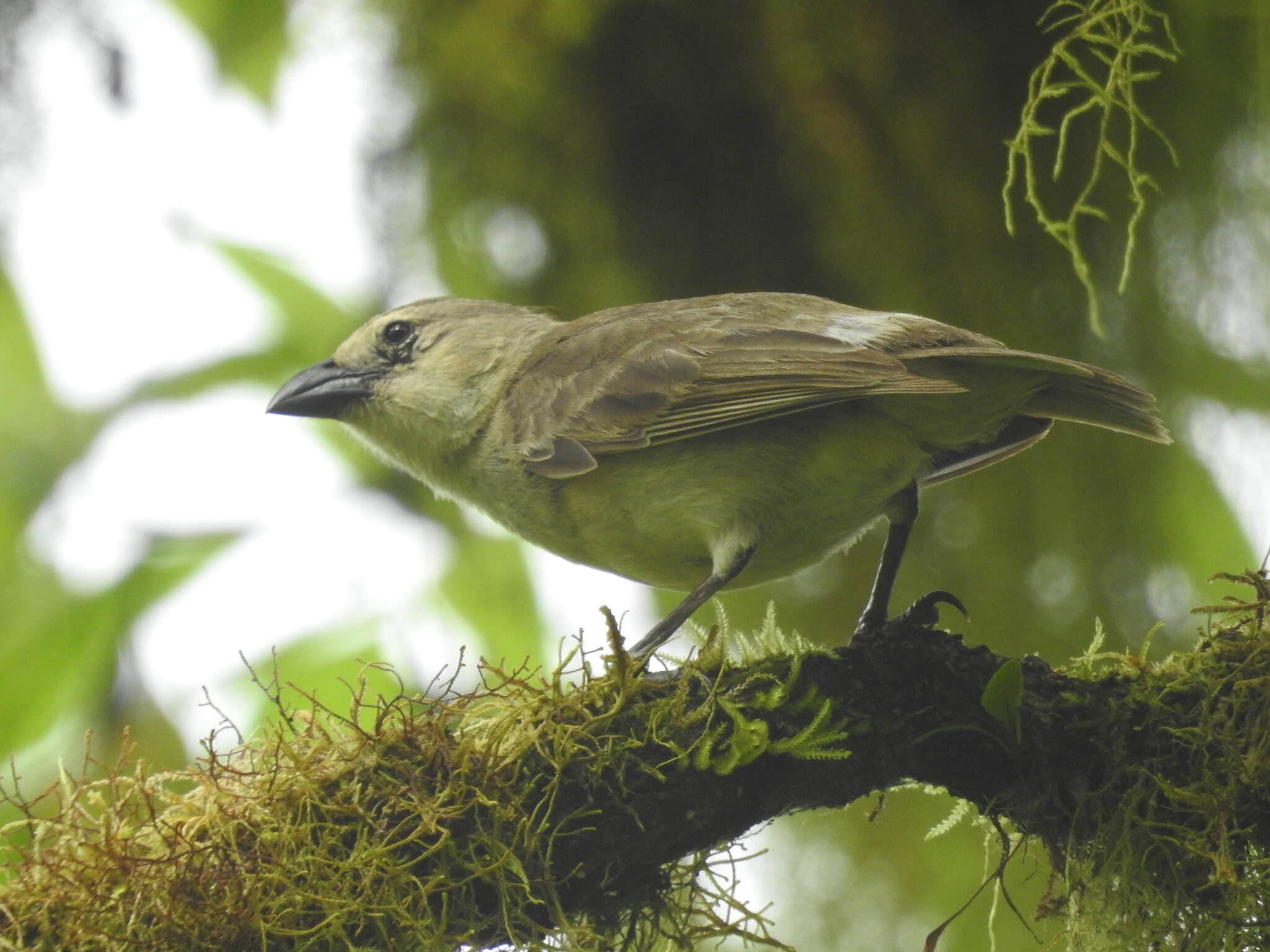 Imagem de Camarhynchus pallidus (Sclater, PL & Salvin 1870)