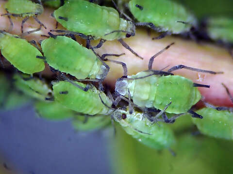 Image of Aphis (Aphis) pomi De Geer 1773