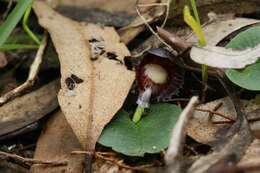 Image of Stately helmet orchid