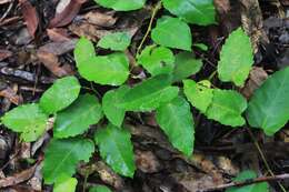 Image of kangaroo vine