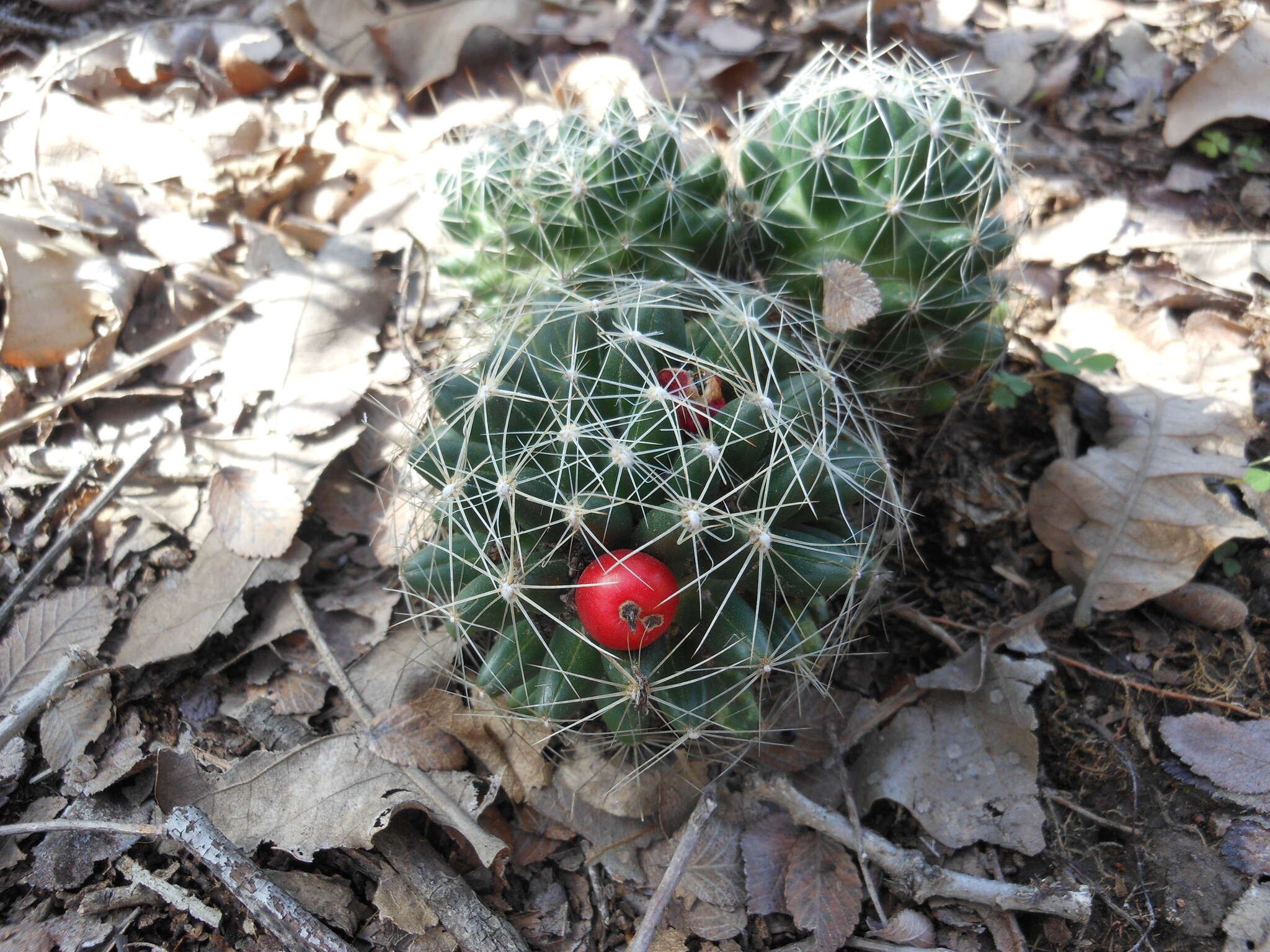 Image of Escobaria missouriensis var. similis (Engelm.) N. P. Taylor