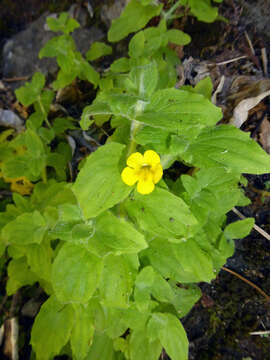 Plancia ëd Erythranthe moschata (Douglas ex Lindl.) G. L. Nesom