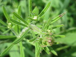 Plancia ëd Galium aparine L.