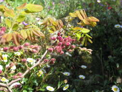 Image of Bristly Locust