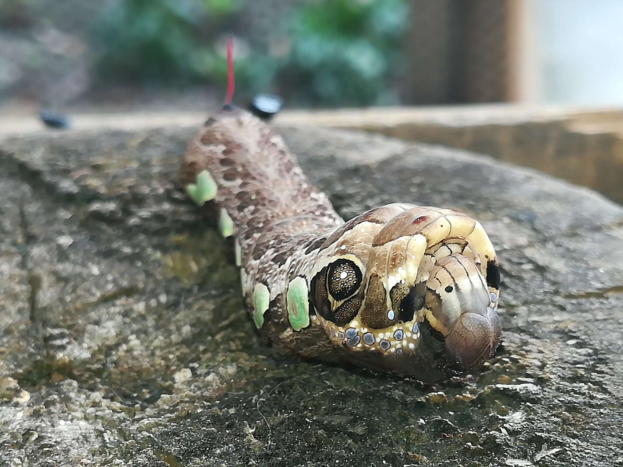 Image of Gaudy Sphinx