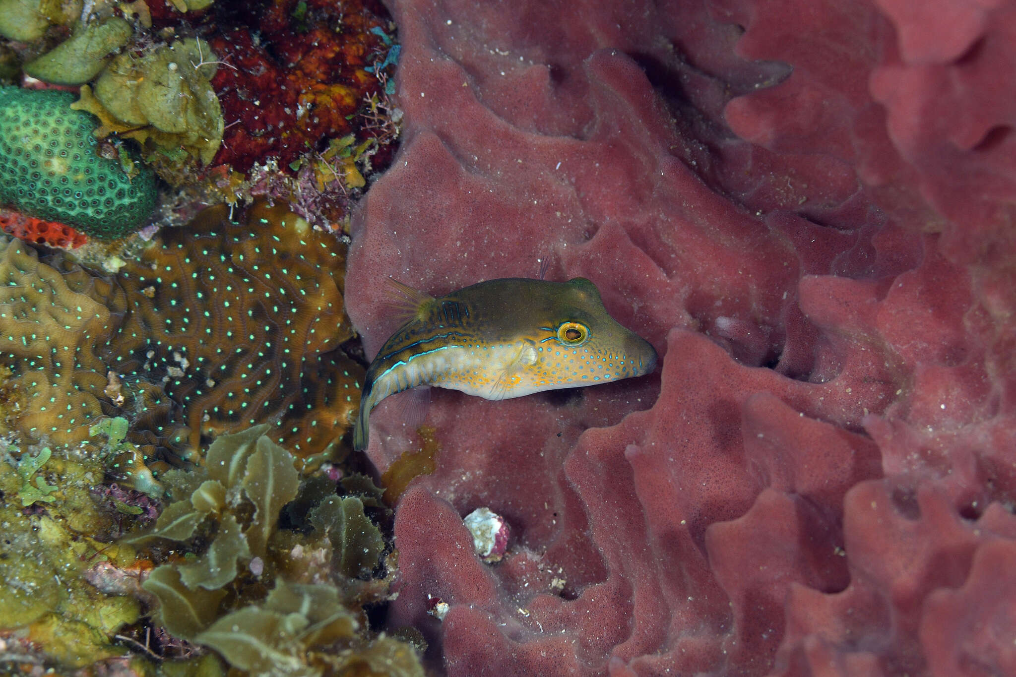 Слика од Canthigaster rostrata (Bloch 1786)