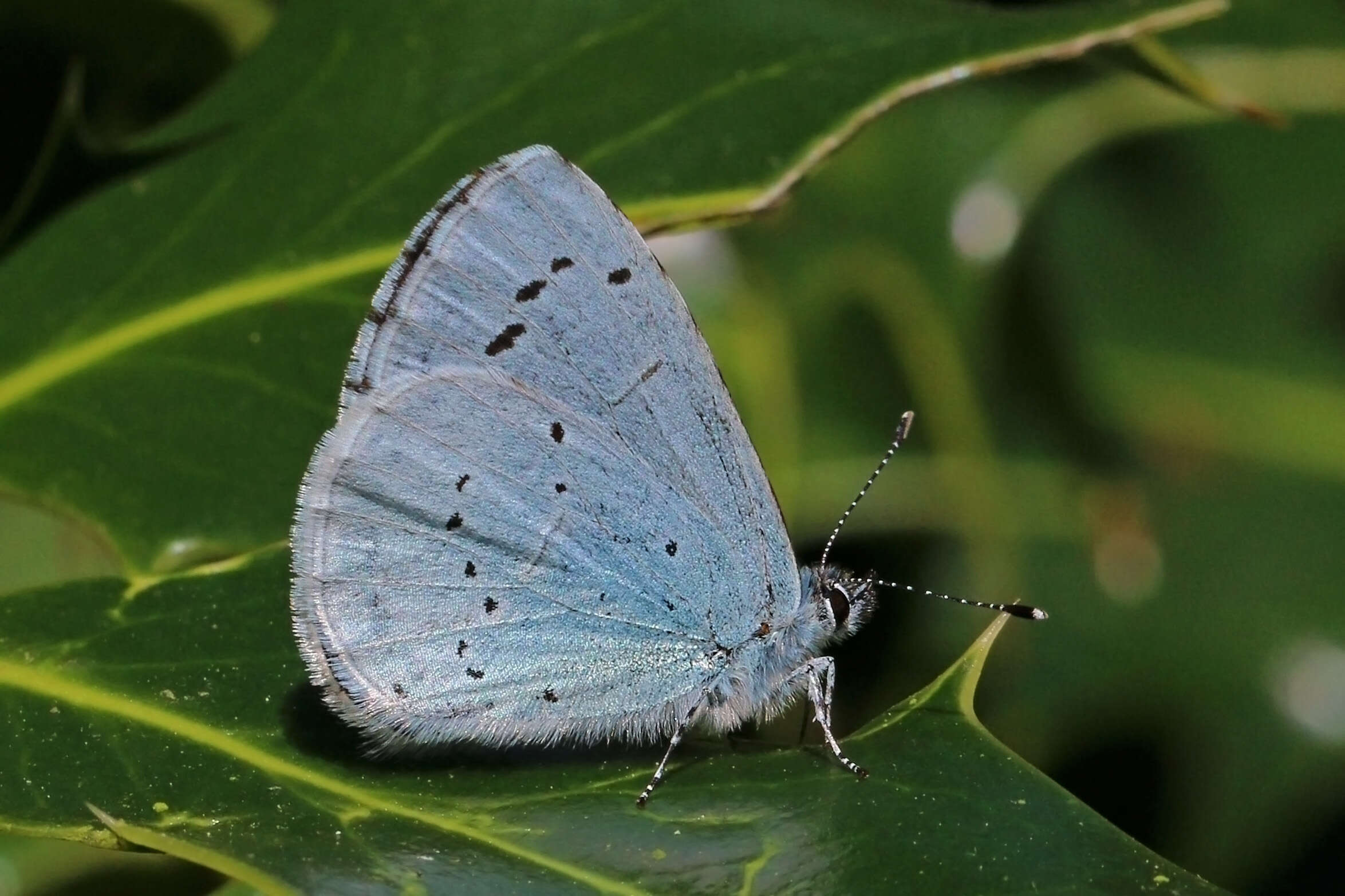 Image of holly blue