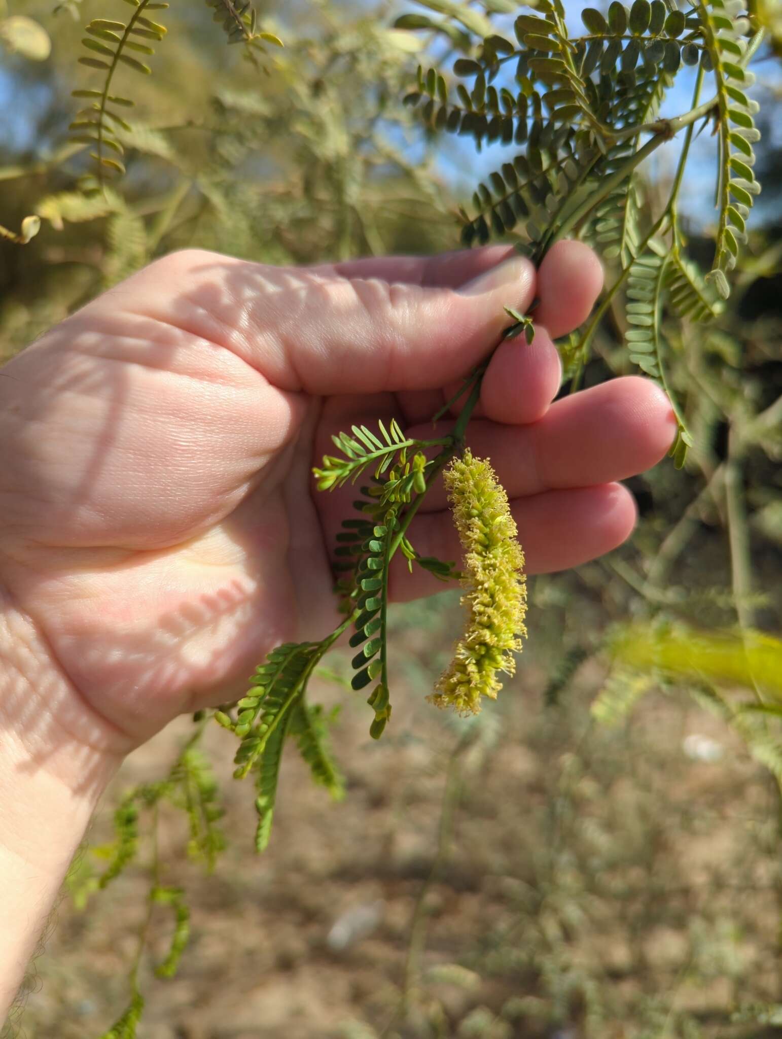 Image of Prosopis articulata S. Watson