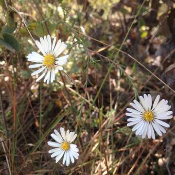 Image of Symphyotrichum moranense (Kunth) G. L. Nesom