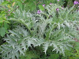 Image of cardoon