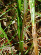 Image of Sun orchid