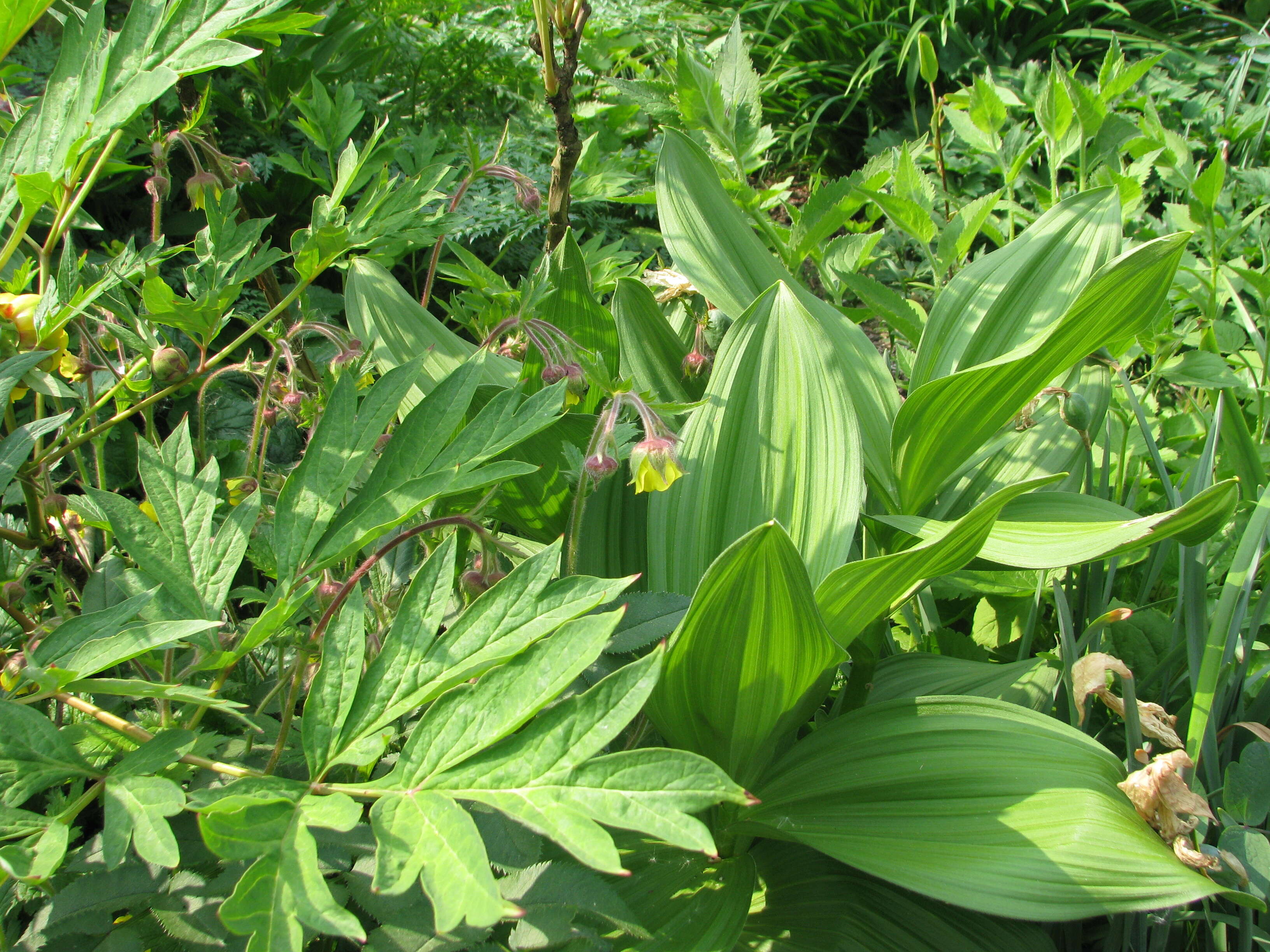 Image of European white hellebore