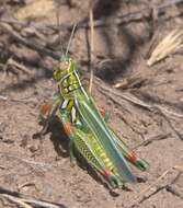 Image of Hesperotettix viridis viridis (Thomas & C. 1872)