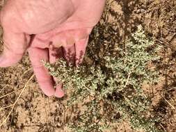 Image of wheelscale saltbush