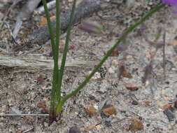 Image of Thysanotus thyrsoideus Baker