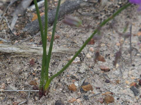 Image of Thysanotus thyrsoideus Baker