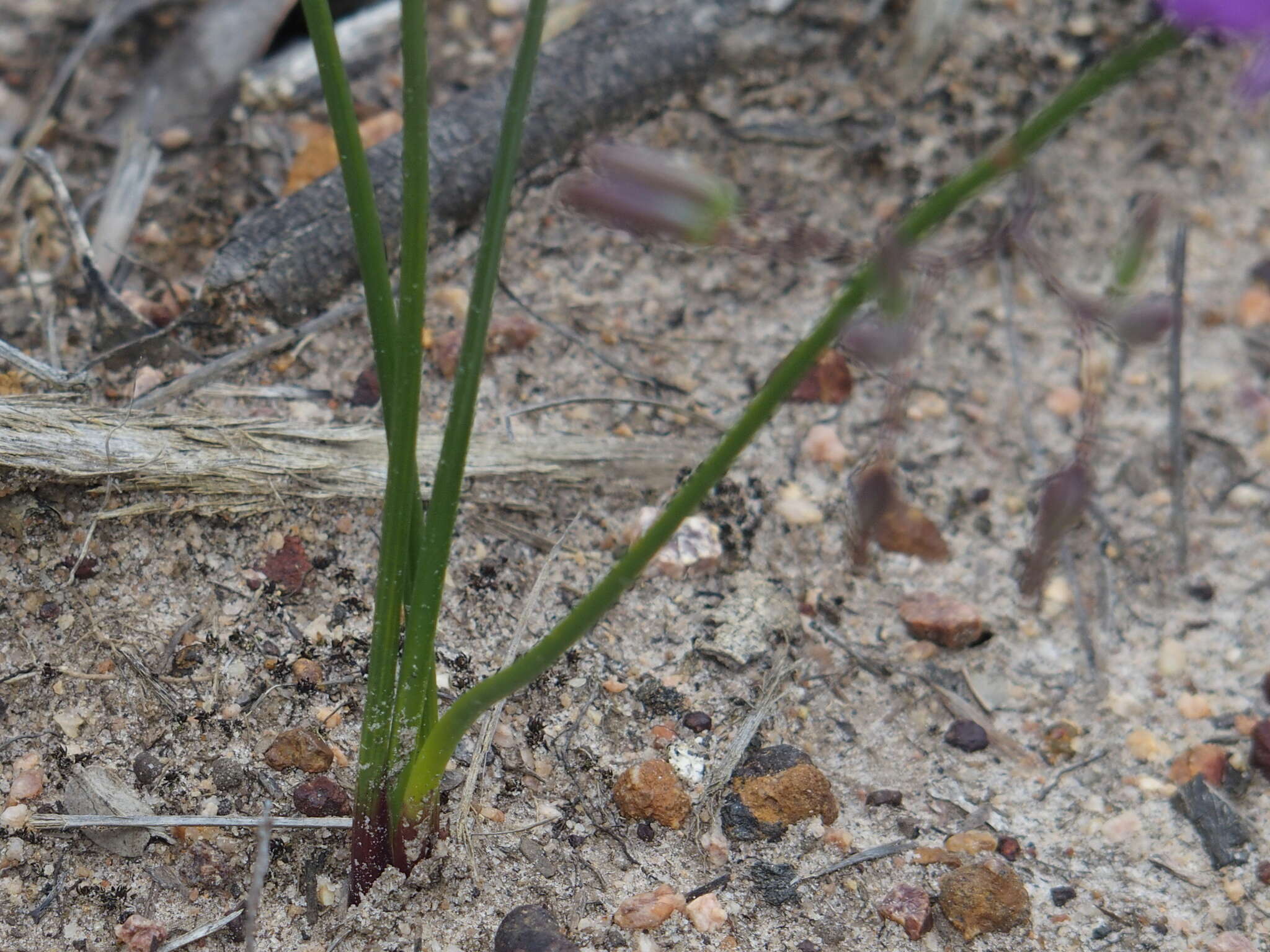 Image of Thysanotus thyrsoideus Baker