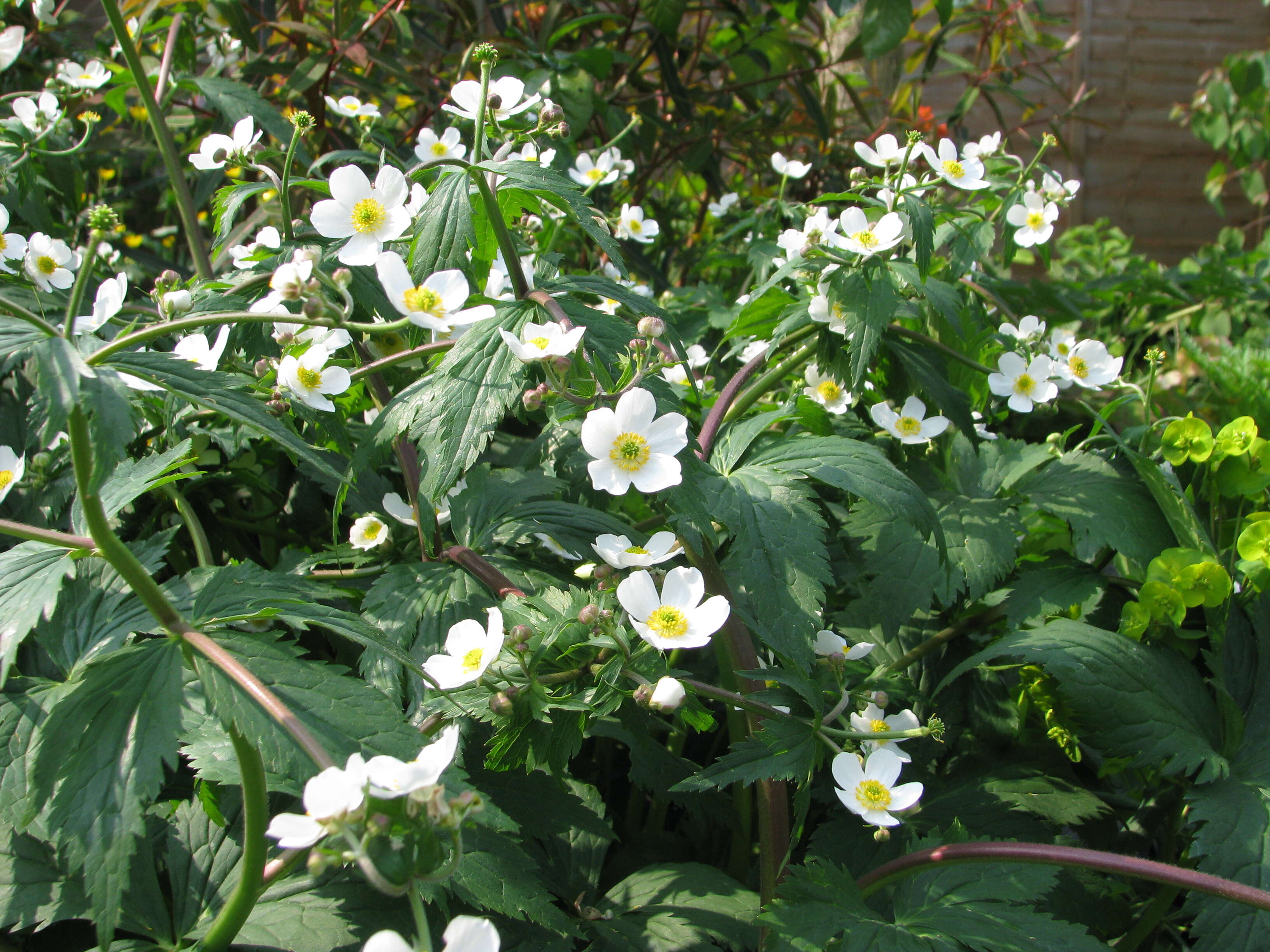 Plancia ëd Ranunculus platanifolius L.