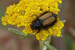 صورة Eulasia (Eulasia) bombyliformis (Pallas 1781)