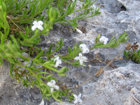 Image of smallflower starviolet