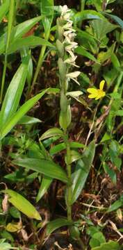 Image de Habenaria heyneana Lindl.