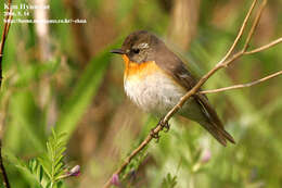 Image of Mugimaki Flycatcher