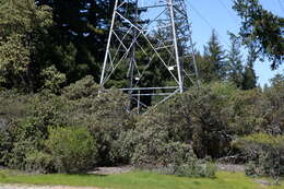 Image of Kings Mountain manzanita