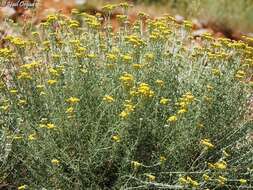 Image of Achillea falcata L.