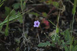 Image of longbeak stork's bill