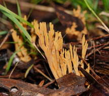 Image of Phaeoclavulina flaccida (Fr.) Giachini 2011