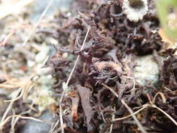 Image de <i>Scytinium palmatum</i>