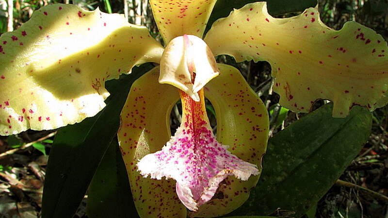 Image of Cattleya granulosa Lindl.