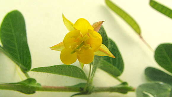 Imagem de Chamaecrista rotundifolia (Pers.) Greene