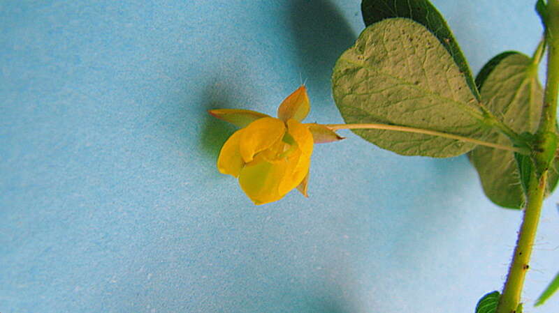 Image of roundleaf sensitive pea