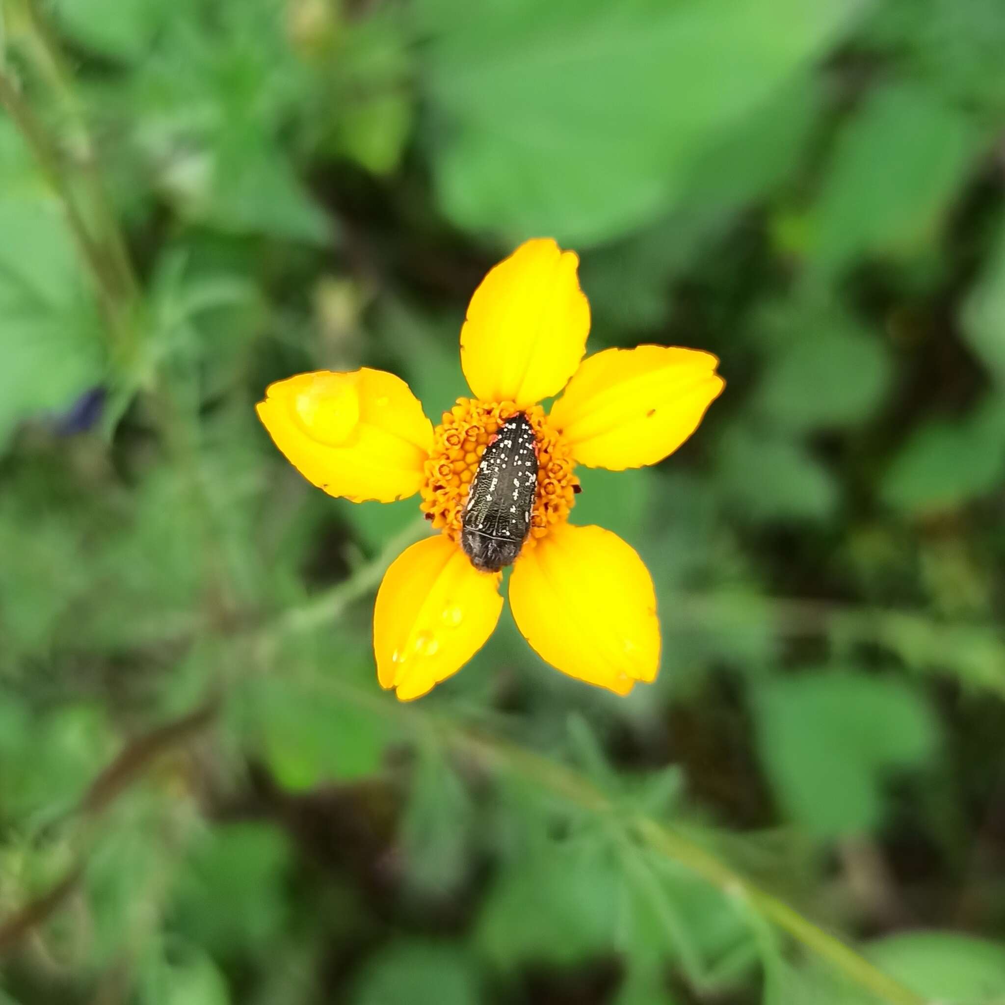 Image of Acmaeodera mudgei Westcott 2002