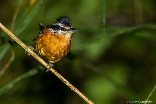 Image of Ferruginous Antbird