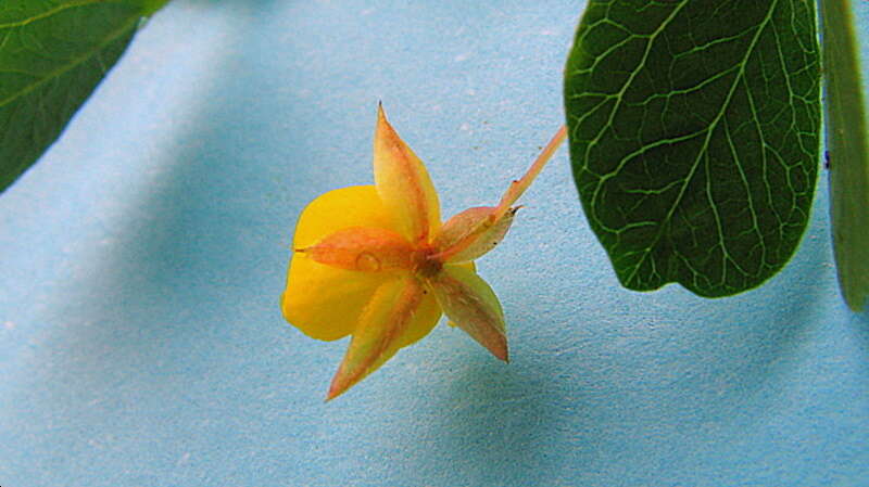 Image of roundleaf sensitive pea