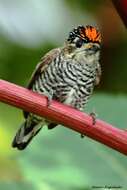 Image of Ochre-collared Piculet