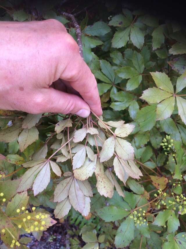 Image of Pseudopanax discolor (Kirk) Harms