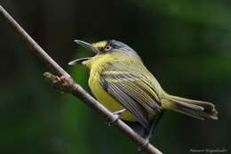 Image of Gray-headed Tody-Flycatcher