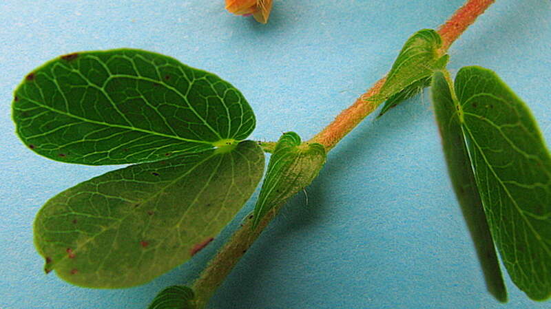 Image of roundleaf sensitive pea