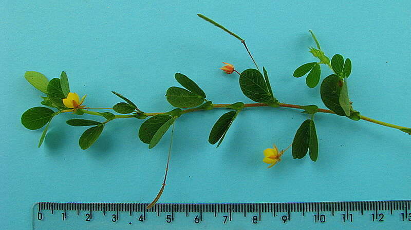 Image of roundleaf sensitive pea