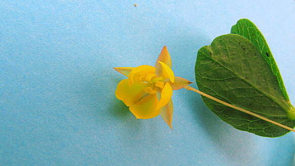 Image of roundleaf sensitive pea