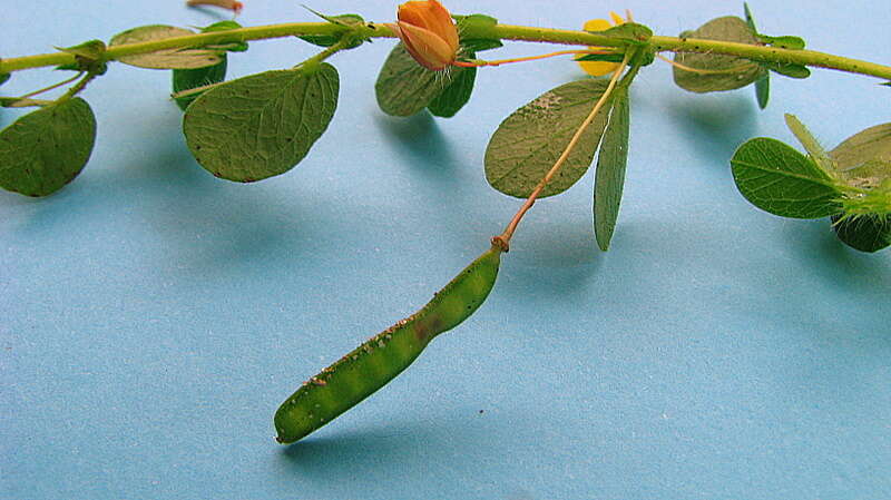 Image of roundleaf sensitive pea