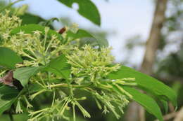 Image of Cestrum glanduliferum Kerber ex Francey