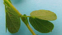 Image of roundleaf sensitive pea