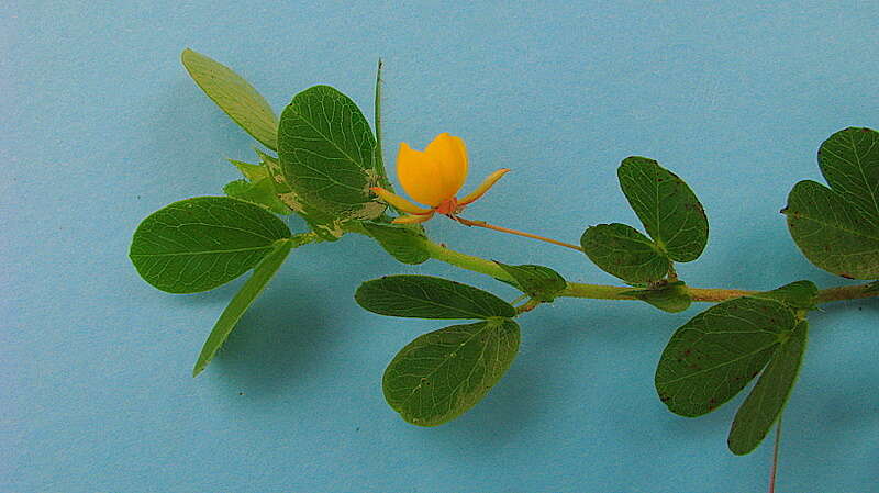 Image of roundleaf sensitive pea