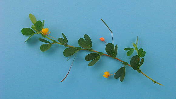 Imagem de Chamaecrista rotundifolia (Pers.) Greene